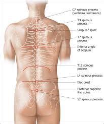 Asis Psis Greater Trochanter Human Body Anatomy Body