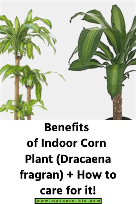 Benefits Of Indoor Corn Plant Dracaena Fragran How To Care For It