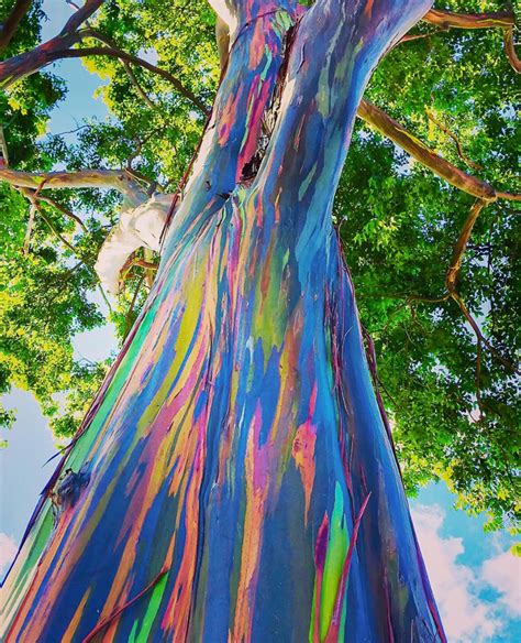 Rainbow Eucalyptus | Rainbow eucalyptus tree, Rainbow eucalyptus, Eucalyptus deglupta