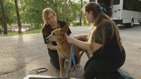 Dog Tales Rescue Ctv Life Channel The Lede
