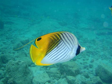 Free Photo Fish In Hawaii Blue Diving Fish Free Download Jooinn