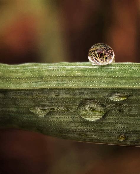 8 Tips For Fascinating Nature Macro Photography On Iphone