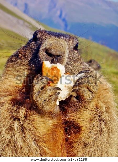 Closeup Marmots Eating Food Alps Marmot Stock Photo Edit Now 517891198