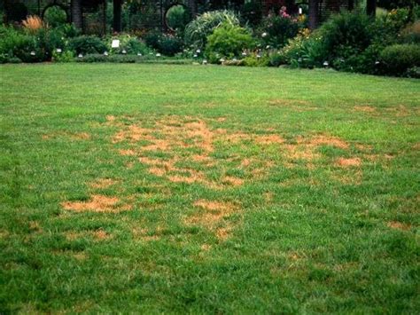 Lawn Care In Depth Look Brown Patch Disease Complete Lawn Care