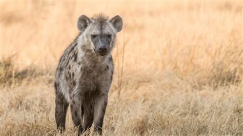 Do Lions Eat Hyenas Information And Facts Exotella