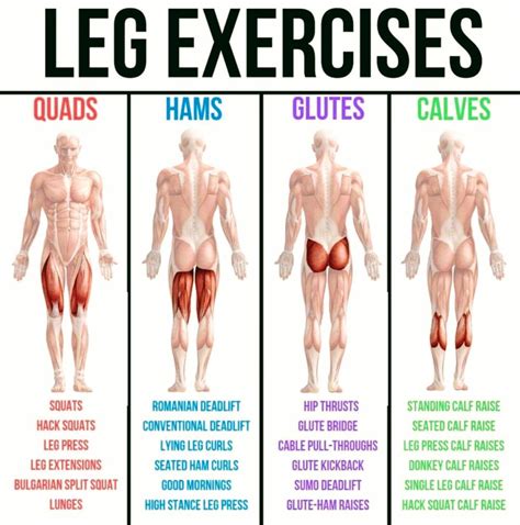 Complete Leg Exercises Muscle Groups To Workout Leg And Glute Workout Leg Workouts Gym