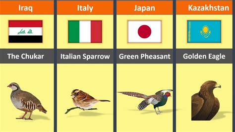 National Bird From Different Countries National Bird Comparison Youtube