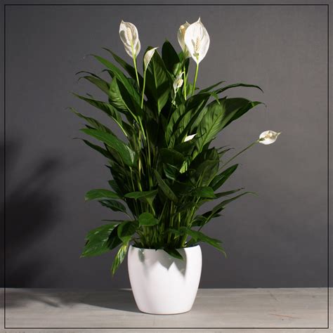 Simply Elegant Spathiphyllum In White Ceramic Pot In Kansas City Mo