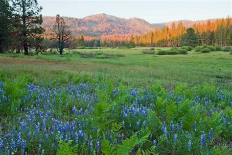 Ackerson Meadow Ted To Yosemite National Park Yosemite National