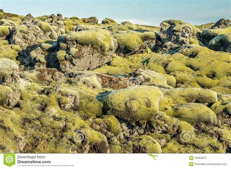 Icelandic Moss Stock Photo Image Of Eldhraun Rock Nature 62464670