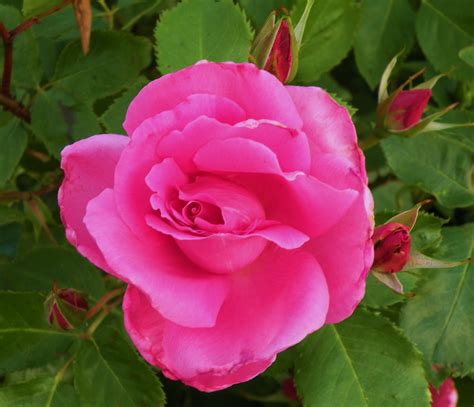 A Pink Rose With Green Leaves In The Background