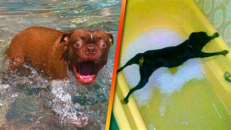 Funny Cats And Dogs Falling In Water Cats And Dogs Fails Compilation