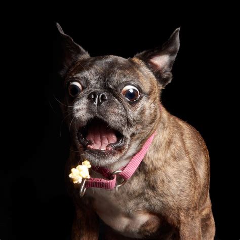 Sit Stay Smile Pet Photography | Dover NH