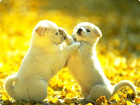 Cute Puppies Fighting Images