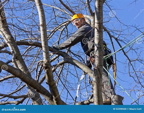 Tree Climber Among Branches Stock Photo Image Of Pruning Hook 53398560