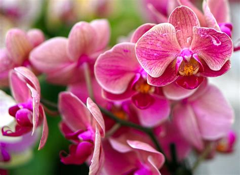 6 Tips Merawat Bunga Anggrek Supaya Cepat Berbunga Pak Tani Digital