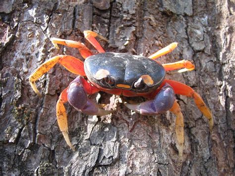 Rainbow Crab Learn How To Take Care Of Cardisoma Armatum