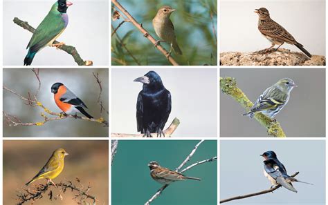 Solving The Mystery Of Songbird Diversity Scientific American