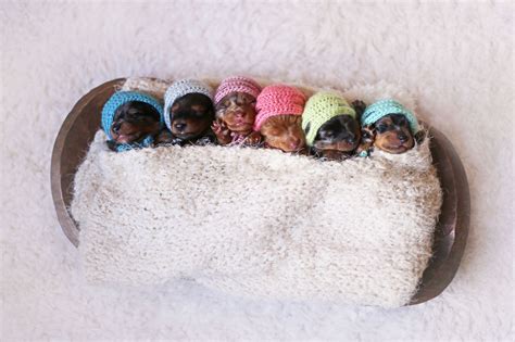 This Adorable Newborn Puppy Photo Shoot Will Make Your Heart