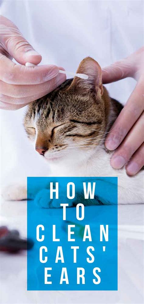 How To Clean Cats Ears A Guide To Cleaning Cat Ear Wax And Dirt