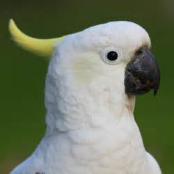 Biała papuga od Australia obraz stock. Obraz złożonej z łasowanie ...