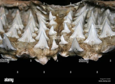 Rows Of Sharks Teeth Stock Photo Alamy