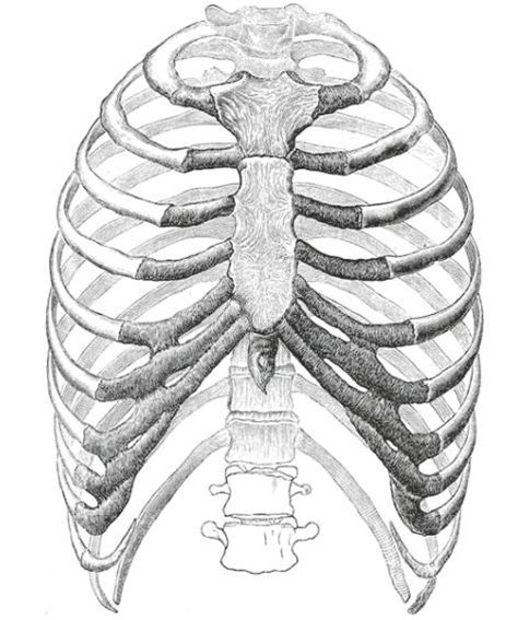 Rib cage anatomy labeled / bones bones bones lesson teachengineering : Anatomy Rib Cage Picture - Human Anatomy Body