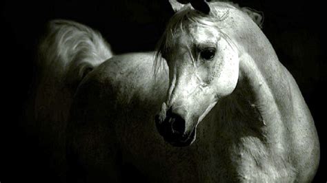 High Resolution Arabian Horse Desktop Wallpaper