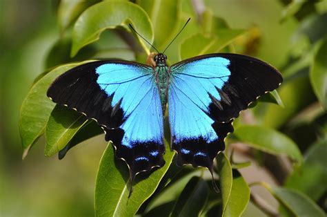 Papilio Montrouzieri Papilio Montrouzieri — Wikipédia Papillon