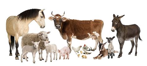 Barn Animals Wallpaper
