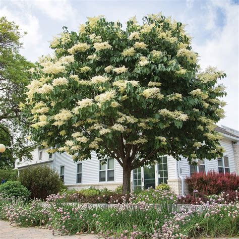 Snowdance™ Japanese Tree Lilac Healthy Garden Jw Jung Seed Company