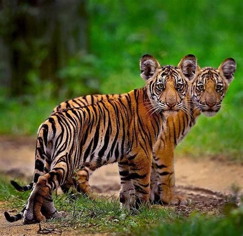 Wo Beautiful 🐯 Tiger Cubs In The Wild 👌 📷 Photo By