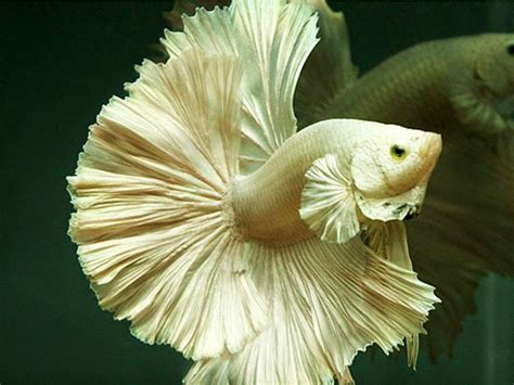 Gambar Kumpulan Aneka Ikan Cupang Hias Tercantik Kumpulan Aneka Ikan Hias