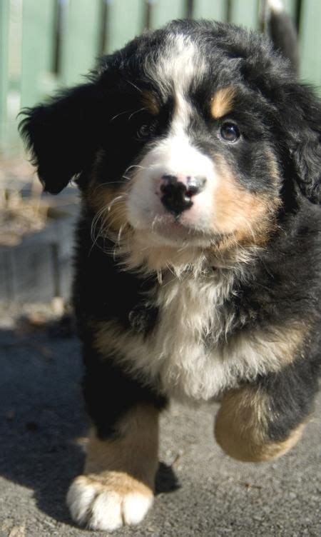 332 Best Bernese Mountain Dogs And Bernedoodles Images On