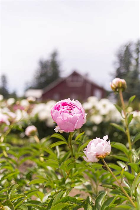 Peony Farm Washington Where To Go For Peonies Seattle Lifestyle Blog