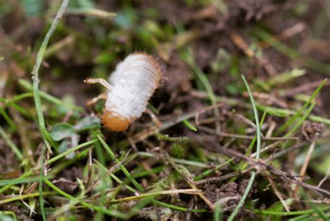 Got Grubs How To Identify Treat And Prevent Lawn Grubs Jonathan Green