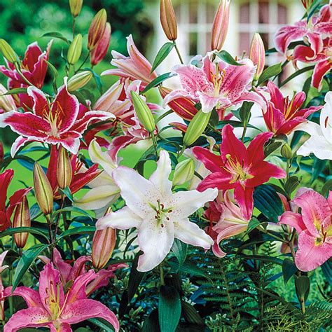 Mixed Oriental Lilies Pink And White Brecks
