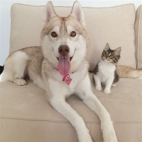 Lilo The Husky Adopts A Kitten And Their Story Will Bring You Tears And