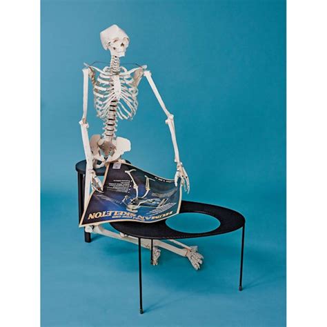 Build Your Own Human Skeleton Cardboard Kit Acorn Hy5482