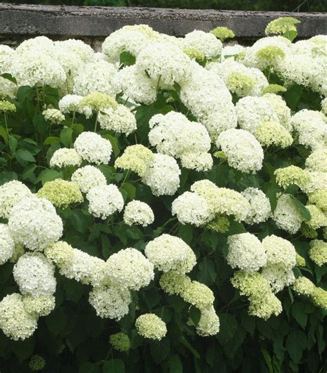 Hydrangea Arborescens Annabelle Hortensia Annabelle