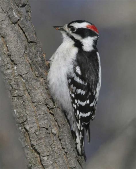 Downy Woodpecker Downy Woodpecker Woodpecker Great Backyard Bird Count