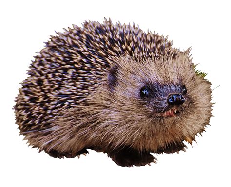 Hedgehog Clipart Realistic Pictures On Cliparts Pub 2020 🔝
