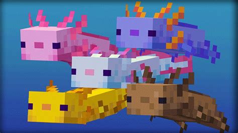 How To Find And Get The Most Rare Blue Axolotl In Minecraft