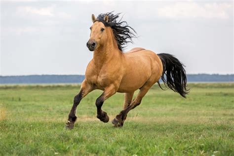 How To Raise A Healthy And Happy Horse