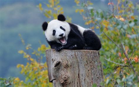 Looking for the best wallpapers? Funny Panda HQ Desktop Wallpaper 20115 - Baltana
