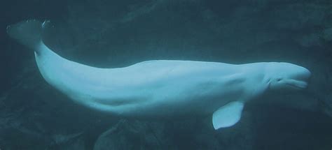 Cat Parasite Found In Western Arctic Beluga Deemed Infectious