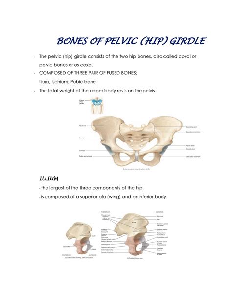 Bones Of Pelvic Hip Girdle Bones Of Pelvic Hip Girdle The Pelvic
