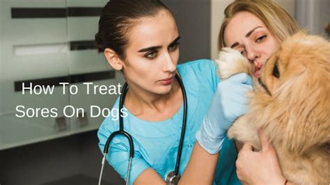 How To Treat Sores On Dogs Prana Pets