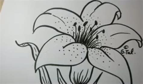 Kako Nacrtati CveĆe Slika Kako Nacrtati Cvece 10