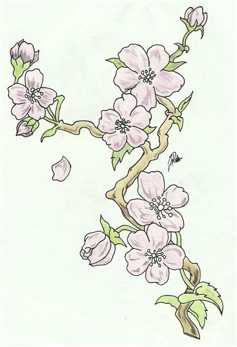 Cherry Blossoms Branch Sketch Colored By Faytofallstars On Deviantart